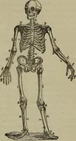 Picture 2 of 18 from Fascination; or the Philosophy of charming, illustrating the principles of life in connection with spirit and matter (1854), leaf 47