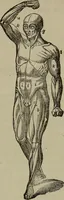 An illustration from Fascination; or the Philosophy of charming, illustrating the principles of life in connection with spirit and matter (1854)