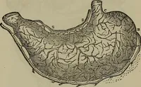 An illustration from Fascination; or the Philosophy of charming, illustrating the principles of life in connection with spirit and matter (1854)