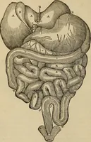 An illustration from Fascination; or the Philosophy of charming, illustrating the principles of life in connection with spirit and matter (1854)