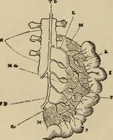 An illustration from Fascination; or the Philosophy of charming, illustrating the principles of life in connection with spirit and matter (1854)
