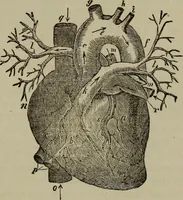 Picture 9 of 18 from Fascination; or the Philosophy of charming, illustrating the principles of life in connection with spirit and matter (1854), leaf 55