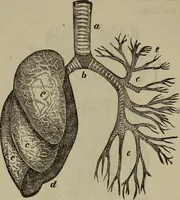 An illustration from Fascination; or the Philosophy of charming, illustrating the principles of life in connection with spirit and matter (1854)