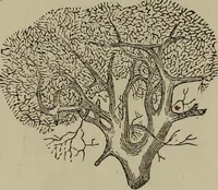 An illustration from Fascination; or the Philosophy of charming, illustrating the principles of life in connection with spirit and matter (1854)