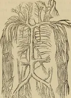 An illustration from Fascination; or the Philosophy of charming, illustrating the principles of life in connection with spirit and matter (1854)