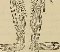 An illustration from Fascination; or the Philosophy of charming, illustrating the principles of life in connection with spirit and matter (1854)
