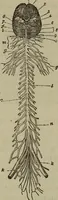 Picture 15 of 18 from Fascination; or the Philosophy of charming, illustrating the principles of life in connection with spirit and matter (1854), leaf 61
