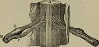 An illustration from Fascination; or the Philosophy of charming, illustrating the principles of life in connection with spirit and matter (1854)