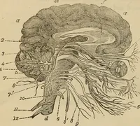 An illustration from Fascination; or the Philosophy of charming, illustrating the principles of life in connection with spirit and matter (1854)