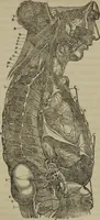 An illustration from Fascination; or the Philosophy of charming, illustrating the principles of life in connection with spirit and matter (1854)