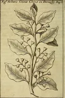 An illustration from Febris china chinae expugnata, seu, Illustr. aliquot virorum opuscula, quae veram tradunt methodum, febres china chinae curandi (1700)
