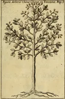 An illustration from Febris china chinae expugnata, seu, Illustr. aliquot virorum opuscula, quae veram tradunt methodum, febres china chinae curandi (1700)