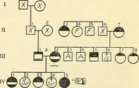 Picture 3 of 37 from The feebly inhibited; Nomadism, or the wandering impulse, with special reference to heredity, Inheritance of temperament (1915), leaf 134