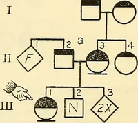 Picture 17 of 37 from The feebly inhibited; Nomadism, or the wandering impulse, with special reference to heredity, Inheritance of temperament (1915), leaf 144
