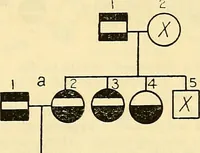 Picture 18 of 37 from The feebly inhibited; Nomadism, or the wandering impulse, with special reference to heredity, Inheritance of temperament (1915), leaf 145