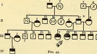 Picture 22 of 37 from The feebly inhibited; Nomadism, or the wandering impulse, with special reference to heredity, Inheritance of temperament (1915), leaf 147