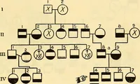 Picture 29 of 37 from The feebly inhibited; Nomadism, or the wandering impulse, with special reference to heredity, Inheritance of temperament (1915), leaf 155