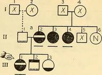 Picture 37 of 37 from The feebly inhibited; Nomadism, or the wandering impulse, with special reference to heredity, Inheritance of temperament (1915), leaf 164