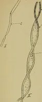 An illustration from Fibres for fabrics (1908)