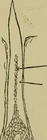 An illustration from Fibres for fabrics (1908)