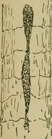 An illustration from Fibres for fabrics (1908)