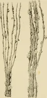An illustration from Fibrilia: a practical and economical substitute for cotton ... Together with a history of the growth and manufacture of wool, cotton, flax, etc., in Europe and America. With illustrations from microscopical examinations (1861)