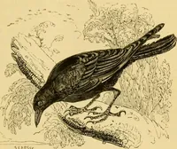 An illustration from The field book : or, Sports and pastimes of the United kingdom ; compiled from the best authorities, ancient and modern (1833)