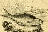 An illustration from The field book : or, Sports and pastimes of the United kingdom ; compiled from the best authorities, ancient and modern (1833)