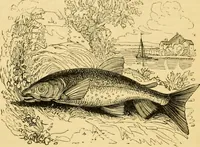 An illustration from The field book : or, Sports and pastimes of the United kingdom ; compiled from the best authorities, ancient and modern (1833)
