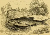 An illustration from The field book : or, Sports and pastimes of the United kingdom ; compiled from the best authorities, ancient and modern (1833)