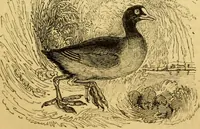 An illustration from The field book : or, Sports and pastimes of the United kingdom ; compiled from the best authorities, ancient and modern (1833)