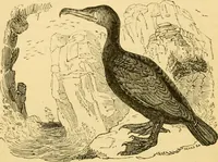 An illustration from The field book : or, Sports and pastimes of the United kingdom ; compiled from the best authorities, ancient and modern (1833)