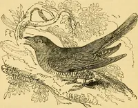 An illustration from The field book : or, Sports and pastimes of the United kingdom ; compiled from the best authorities, ancient and modern (1833)