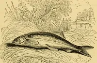 An illustration from The field book : or, Sports and pastimes of the United kingdom ; compiled from the best authorities, ancient and modern (1833)