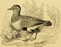 An illustration from The field book : or, Sports and pastimes of the United kingdom ; compiled from the best authorities, ancient and modern (1833)
