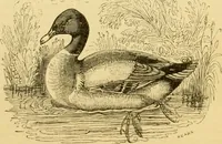 An illustration from The field book : or, Sports and pastimes of the United kingdom ; compiled from the best authorities, ancient and modern (1833)