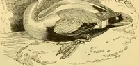 An illustration from The field book : or, Sports and pastimes of the United kingdom ; compiled from the best authorities, ancient and modern (1833)