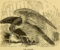An illustration from The field book : or, Sports and pastimes of the United kingdom ; compiled from the best authorities, ancient and modern (1833)