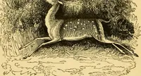 An illustration from The field book : or, Sports and pastimes of the United kingdom ; compiled from the best authorities, ancient and modern (1833)