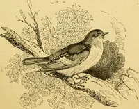 An illustration from The field book : or, Sports and pastimes of the United kingdom ; compiled from the best authorities, ancient and modern (1833)