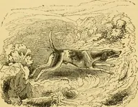 An illustration from The field book : or, Sports and pastimes of the United kingdom ; compiled from the best authorities, ancient and modern (1833)