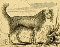 An illustration from The field book : or, Sports and pastimes of the United kingdom ; compiled from the best authorities, ancient and modern (1833)
