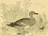Picture 46 of 148 from The field book : or, Sports and pastimes of the United kingdom ; compiled from the best authorities, ancient and modern (1833), leaf 222