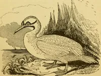An illustration from The field book : or, Sports and pastimes of the United kingdom ; compiled from the best authorities, ancient and modern (1833)