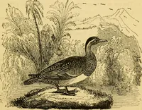 Picture 48 of 148 from The field book : or, Sports and pastimes of the United kingdom ; compiled from the best authorities, ancient and modern (1833), leaf 229