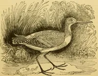 An illustration from The field book : or, Sports and pastimes of the United kingdom ; compiled from the best authorities, ancient and modern (1833)