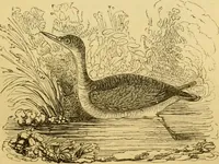 An illustration from The field book : or, Sports and pastimes of the United kingdom ; compiled from the best authorities, ancient and modern (1833)