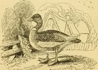 An illustration from The field book : or, Sports and pastimes of the United kingdom ; compiled from the best authorities, ancient and modern (1833)