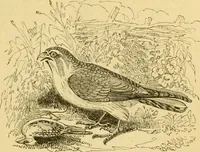 An illustration from The field book : or, Sports and pastimes of the United kingdom ; compiled from the best authorities, ancient and modern (1833)