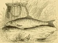 An illustration from The field book : or, Sports and pastimes of the United kingdom ; compiled from the best authorities, ancient and modern (1833)